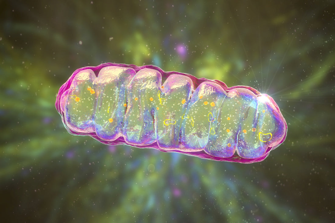 Boost your energy by fueling your mitochondria